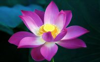 Purple Lotus Flower Wallpaper in HD 1080p