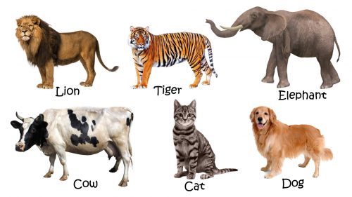 Picture of Domestic animals with names