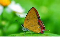Attachment for full hd nature wallpapers 1080p desktop - butterfly macro