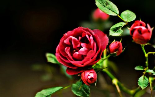 Attachment for Red Flowers HD Nature Wallpaper with Rose Picture