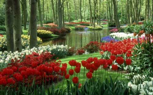 Nature Images HD with Colorful Tulips Garden