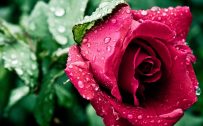 Nature wallpaper with wet red flower rose