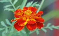 Flowers That Look Like Roses with French Marigold