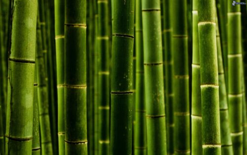 Pictures Of Bamboo Plants in Close Up
