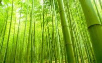 Pictures Of Bamboo Trees in China