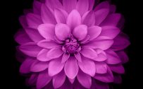 iPhone 6 Plus Wallpaper Official - Purple Lotus Flower