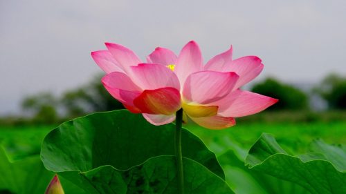 4K Nature Wallpaper with Beautiful Lotus Flower Picture