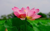 4K Nature Wallpaper with Pink Lotus Flower Picture