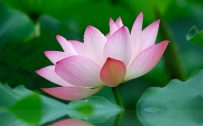Beautiful Lotus Flower Wallpaper with 2560x1600 Resolution