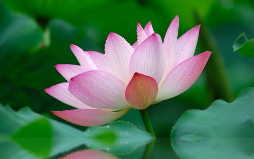 Beautiful Lotus Flower Wallpaper with 2560x1600 Resolution