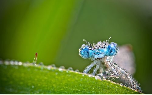 Attachment for Macro Photography of Blue Dragonfly with Water Drops