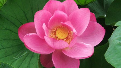HD Close Up Picture of Pink Lotus Flower for Desktop Background