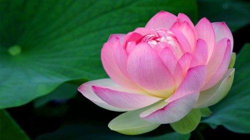 Macro Photo of Lotus Flower for Wallpaper in HD