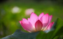 Pink Lotus Flower Wallpaper with Green Background