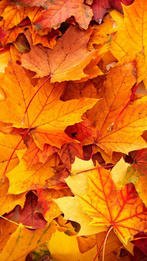 Best wallpapers for iPhone 6 with high-resolution fall pictures