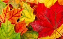 1080p HD Nature Wallpapers with colorful Maples Leaves Background