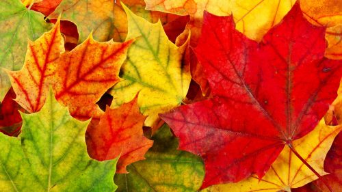 1080p HD Nature Wallpapers with colorful Maples Leaves Background