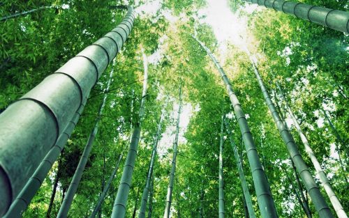 Beautiful Nature Wallpaper Big Size #07 with Japanese Bamboo Tree