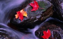 Beautiful Nature Wallpaper Big Size with Fallen Autumn Leaves
