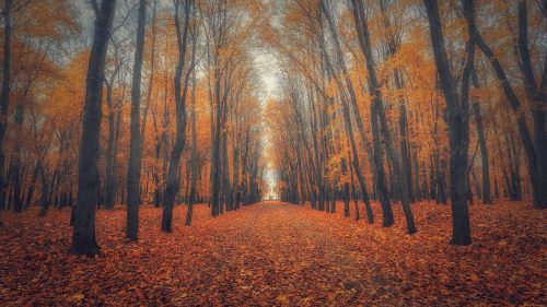 Beautiful Nature Wallpaper Big Size #17 with Autumn Forest Picture in 4K