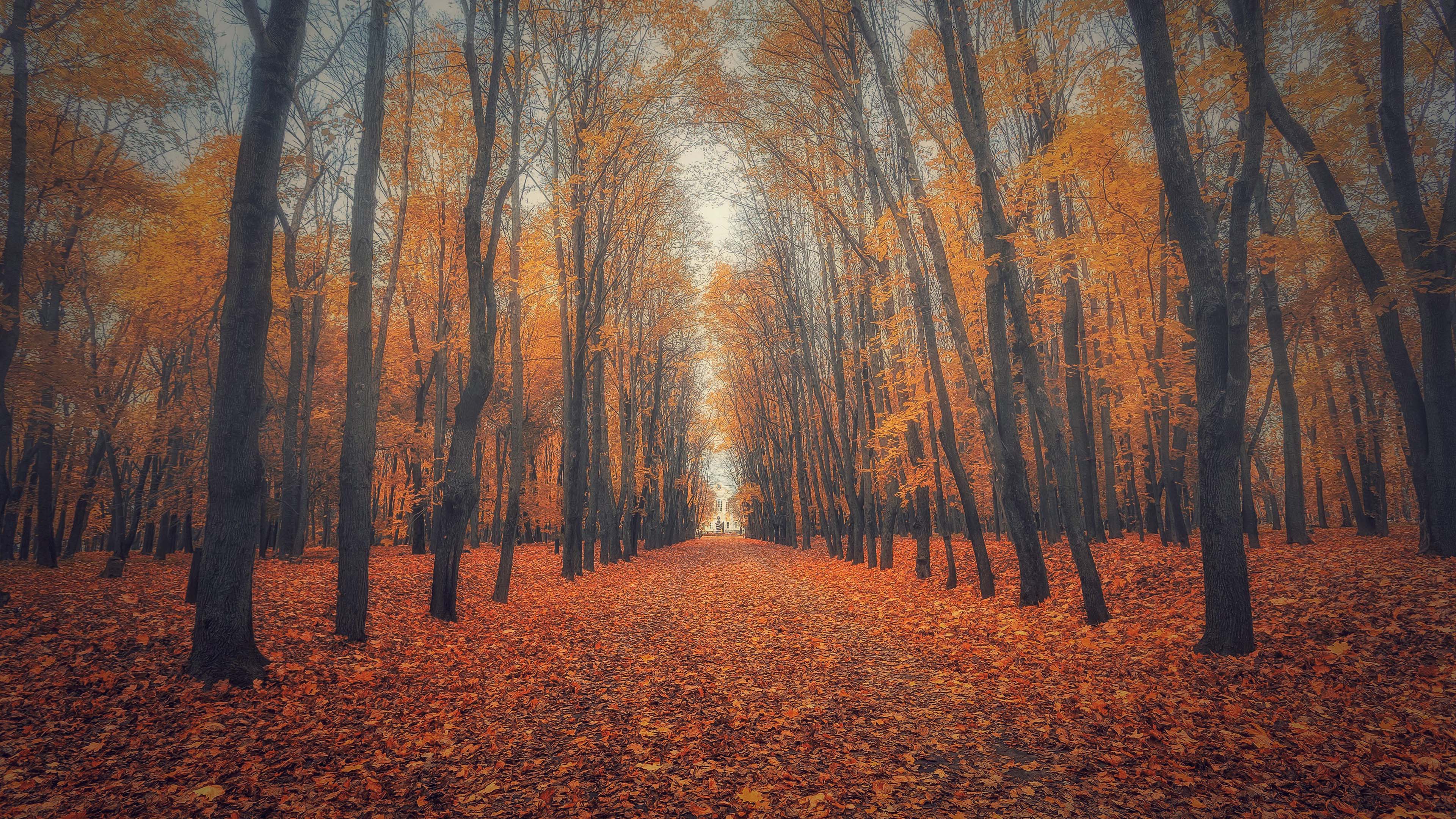 Beautiful Nature Wallpaper Big Size #17 with Autumn Forest ...