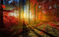 Autumn Forest in Morning for Beautiful Nature Wallpaper for Desktop