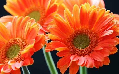 Orange Flowered Wallpaper with Close Up Daisy Flower