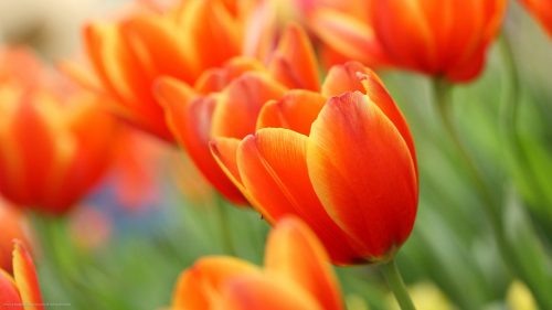 Orange Flowered Wallpaper with Close Up Tulips Flower