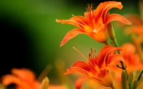 Orange Flowered Wallpaper with Lily Flower