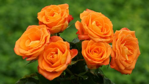 Orange Flowered Wallpaper with Roses