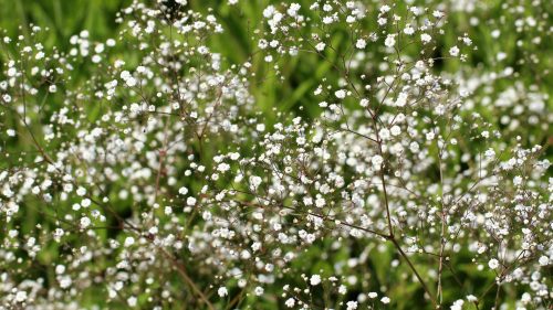 Tiny Flower Wallpaper with Baby's Breath Flower