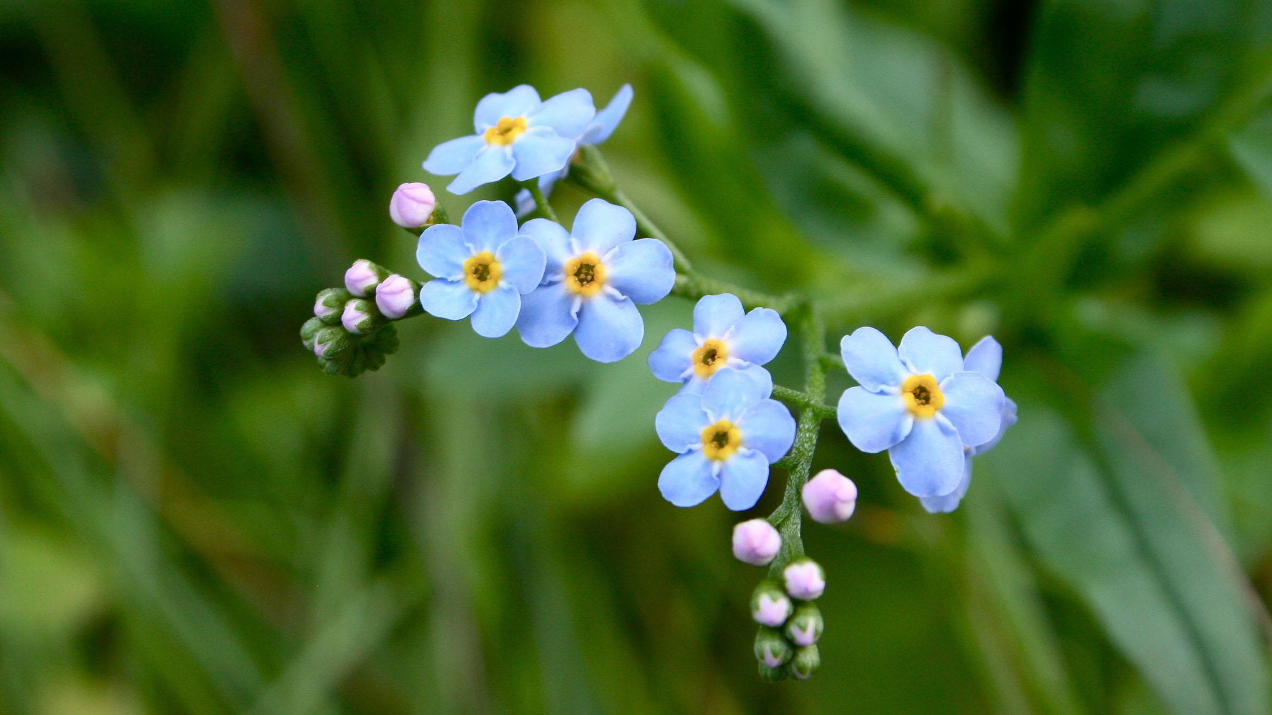 Tiny Flower Wallpaper with Forget Me Not Flower - HD Wallpapers | Wallpapers Download | High