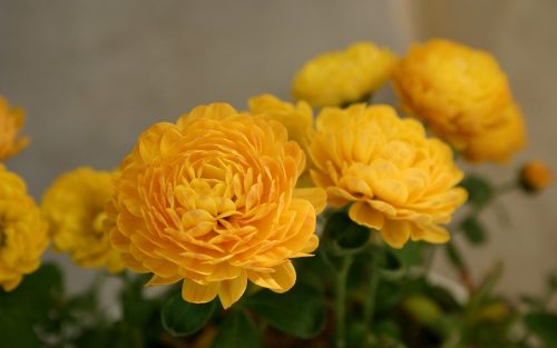 Yellow Flowered Wallpaper with Chrysanthemum Flower
