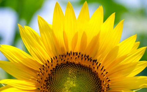 Yellow Flowered Wallpaper with Sunflower