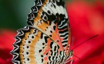 Nokia 7 Wallpaper with Picture of Butterfly on Flower