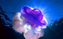 Windows 10 Wallpaper with Jellyfish 4K Picture