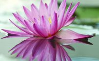 Best Pictures Of Lotus Flowers with Purple Lotus on Pond