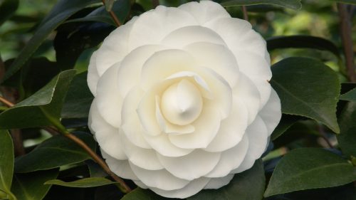 Flower That Looks Like A Rose with White Camellia Japonica