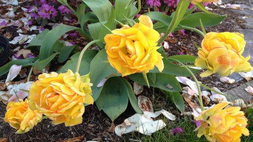 Flowers That Look Like Roses with Yellow Double Tulips