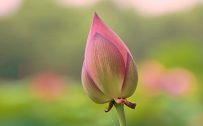 High Resolution Picture Of Lotus Flower Bud in Close Up