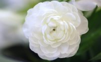 High Resolution Picture of Flower That Looks Like A Rose with White Ranunculus