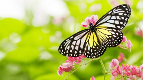 Pictures Of Flowers And Butterflies in HD for Desktop Background