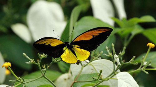 Pictures Of Flowers And Butterflies with The Wallaces Golden Birdwing