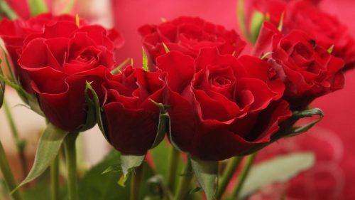 Pictures Of Red Roses in Close Up for Wallpaper