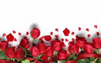 Pictures Of Red Roses with White Background