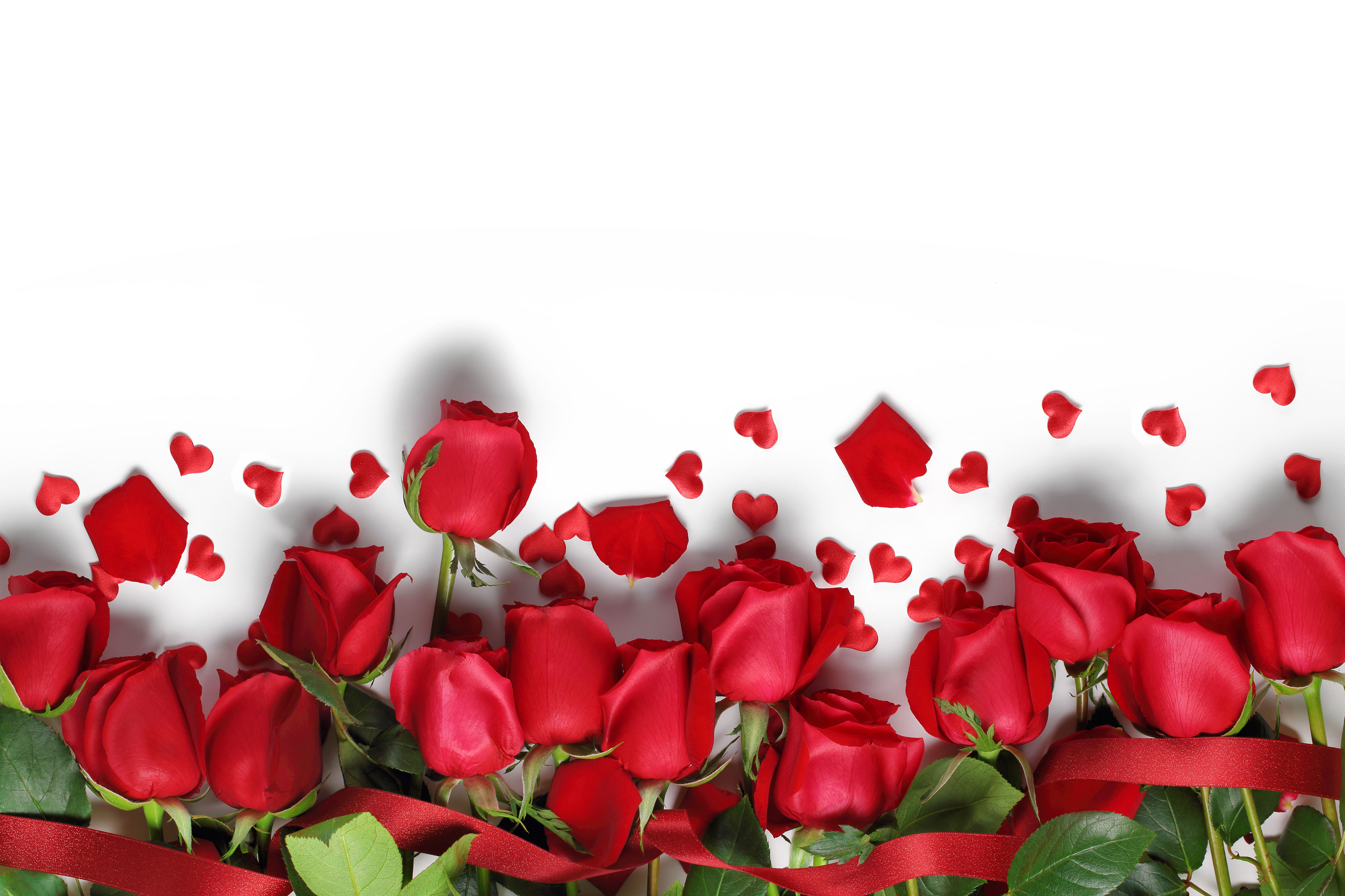 Pictures Of Red Roses with White Background - HD Wallpapers