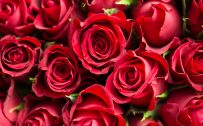 4K Background with Pictures of Red Roses Flower