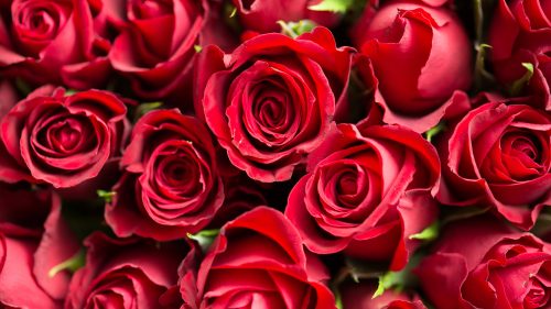 4K Background with Pictures of Red Roses Flower