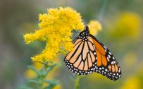 4K Nature Wallpaper with Picture of Monarch Butterfly on Goldenrod Flower