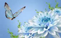 Animated Pictures of Blue Flowers and Butterfly in HD 1080p